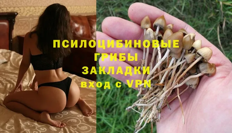 Псилоцибиновые грибы Cubensis  Валуйки 